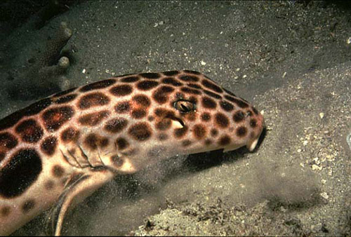 The Indonesian speckled carpetshark (H. freycineti) is a close relative of the epaulette shark. Photo © Jeremy Stafford-Deitsch
