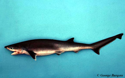 Sharpnose sevengill shark. Photo © George Burgess