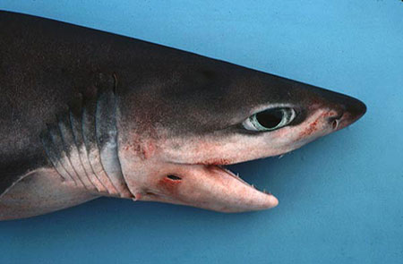 The sharpnose sevengill shark has a narrow head with large eyes. Photo © George Burgess