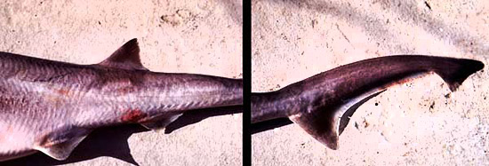 Placement de la nageoire dorsale et de la nageoire caudale du requin à nez pointu sevengill. Photo © George Burgess