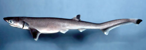  Requin sevengill à nez pointu. Photo gracieuseté du Service national des Pêches maritimes 