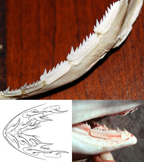 Dentition de requin de sevengill à nez pointu. Photos (dans le sens horaire à partir du haut) © Cathleen Bester / Florida Program for Shark Research, George Burgess, Bigelow Schroeder (1948)