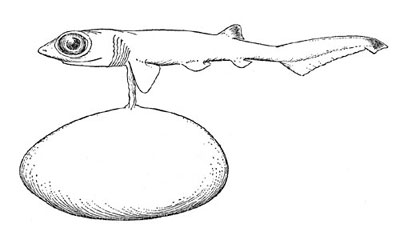 Sharpnose sevengill shark embryo. Photo courtesy Bigelow & Schroeder (1948)