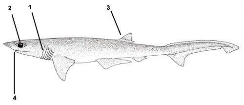 Requin sevengill à nez pointu (Heptranchias perlo). Illustration avec l'aimable autorisation de la FAO, Identification des espèces et données biologiques
