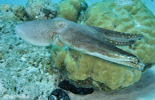 Horn sharks feed on benthic invertebrates including octopi. Photo © Pasquale Pascullo