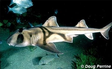 Port Jackson shark. Photo © Doug Perrine