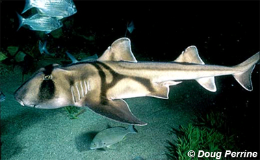 Tiburón Port Jackson. Foto © Doug Perrine