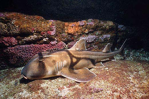 Port Jackson shark. Foto © Doug Perrine