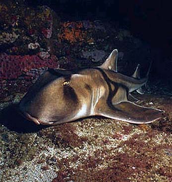 Port Jackson shark have distinctive coloration patterns. Photo © Doug Perrine