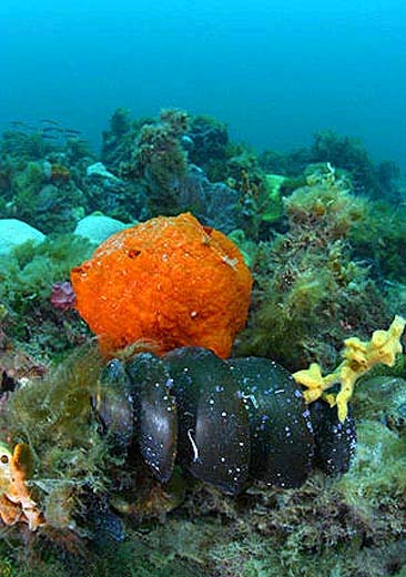 Port Jackson shark egg case. Photo © Doug Perrine