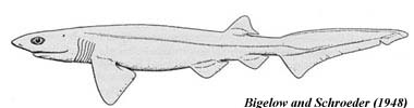 Bluntnose Sixgill Shark. Image source Bigelow and Schroeder (1948) FNWA