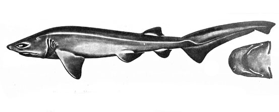 Bluntnose sixgill shark illustration. Image source Field Guide to Eastern Pacific and Hawaiian Sharks, U.S. Fish and Wildlife Service 1967