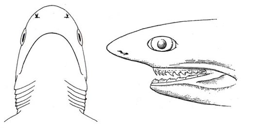 Ventral and side view of the head. Image courtesy FAO Species Catalog, Vol. 4 Part 2 Sharks of the World