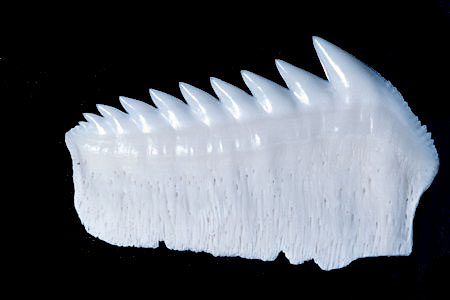 Bluntnose sixgill shark lower jaw plate. Image © Doug Perrine