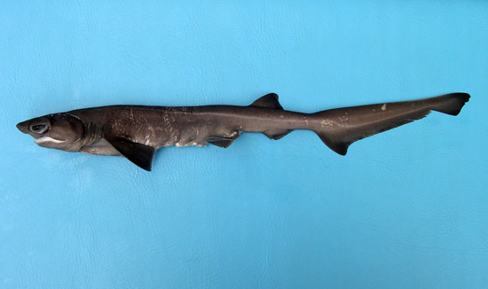 Bluntnose sixgill shark embryo. Photo © George Burgess