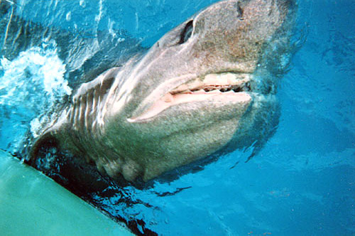 Bluntnose sixgill shark (Hexanchus griseus) being landed by shark fishing boat. Photo © Florida Museum