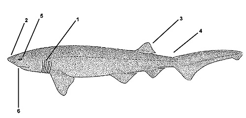 Bluntnose sixgill shark (Hexanchus griseus). Illustration courtesy FAO, Species Identification and Biodata