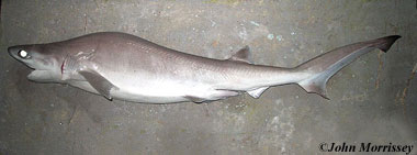 Bigeye Sixgill Shark. Photo © John Morrissey