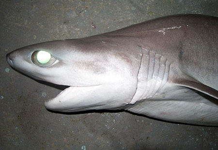 Bigeye sixgill shark head view: notice the large eyes and six gill slits. Photo © John Morrissey