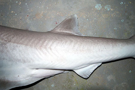 The dorsal fin placement on the bigeye sixgill shark. Photo © John Morrissey