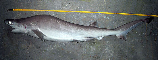 The bigeye sixgill shark may grow to a maximum of 5.6 feet in length. Photo © John Morrissey