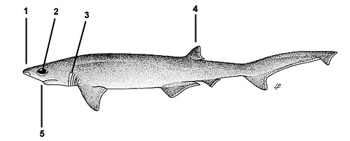 Bigeye sixgill shark (Hexanchus nakamurai). Illustration courtesy FAO, Species Identification and Biodata