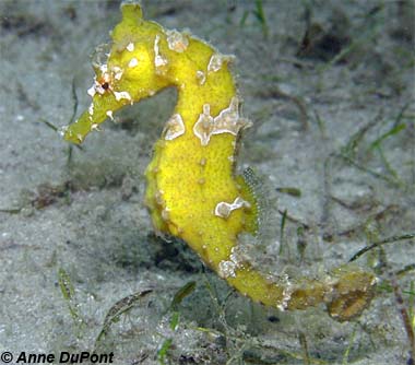 Lined Seahorse. Photo © Anne DuPont