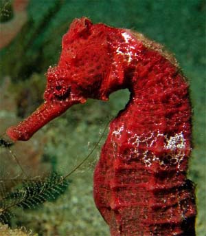 Lined seahorse coloration can vary considerably. Photo © Anne DuPont