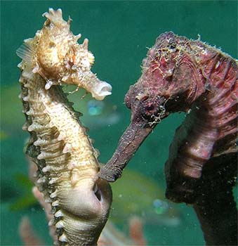 Lined seahorses. Photo © Anne DuPont