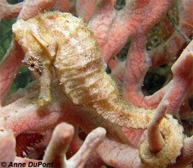 Longnose Seahorse. Photo © Anne DuPont