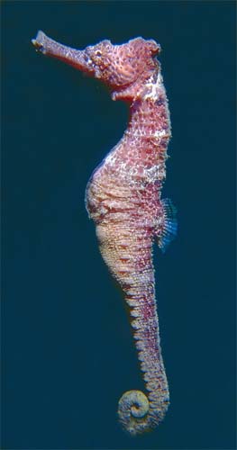 Longsnout seahorse. Photo © Richard Bejarano