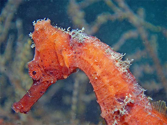 Longsnout seahorses are often displayed in aquariums. Photo © Deb Devers