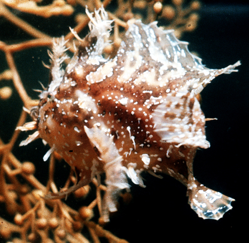 Sargassumfish closely resemble sargassum algae. Photo courtesy Virginia Institute of Marine Science