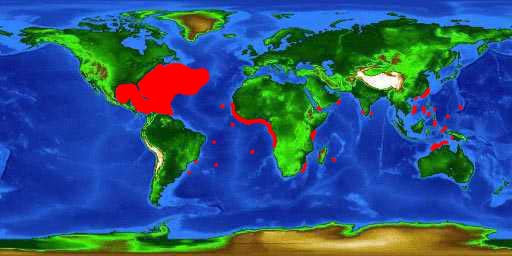 World distribution map for the sargassumfish