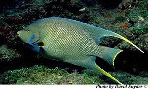 Blue Angelfish. Image © David Snyder