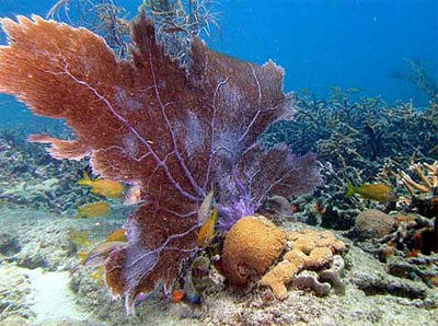 Corals and sponges are known food items of the blue angelfish. Image courtesy Doug Weaver/U.S. Geological Survey