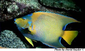 Queen angelfish. Image © David Snyder