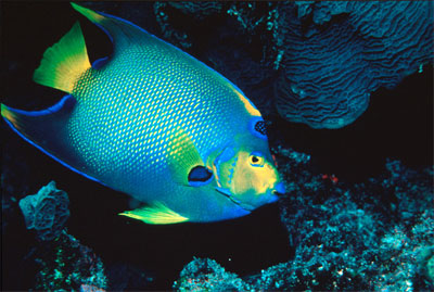 Queen angelfish. Image courtesy Florida Keys National Marine Sanctuary