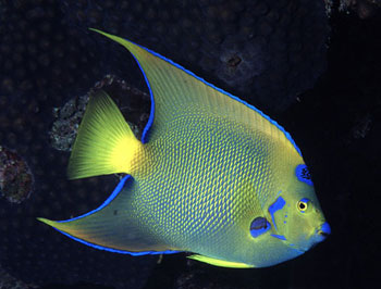 Queen angelfish often observes divers from a short distance. Image © George Ryschkewitsch