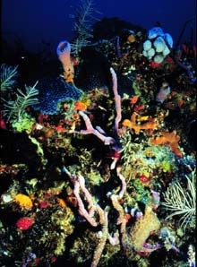 Florida reef scene with corals and sponges - food for the queen angelfish. Image courtesy NOAA