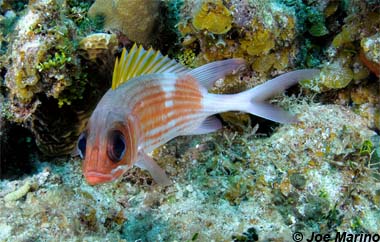 Squirrelfish. Photo © Joe Marino