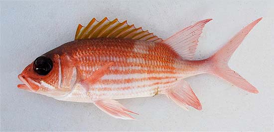 Squirrelfish. Photo © John Soward