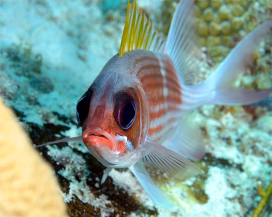 Squirrelfish are reddish in color with large squirrel-like eyes. Photo © Joe Marino