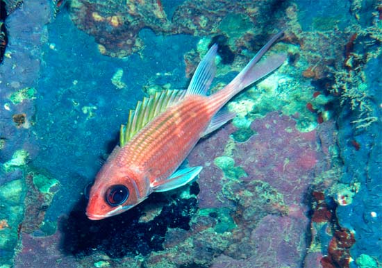 Squirrelfish feed primarily at night. Photo © Richard Bejarano