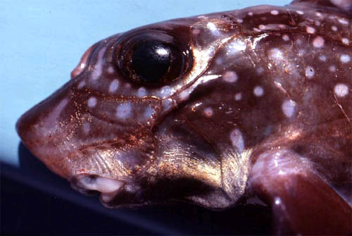 Up-close view of the rabbit-like head of the spotted ratfish. Photo © George Burgess