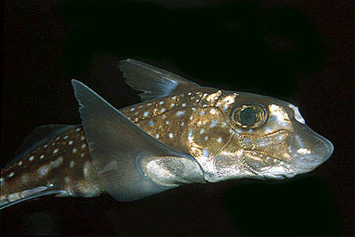 Spotted ratfish have white spots that result in an iredescent silvery sheen. Photo © Doug Perrine