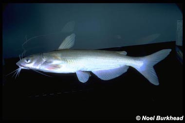 Channel Catfish. Photo © Noel Burkhead