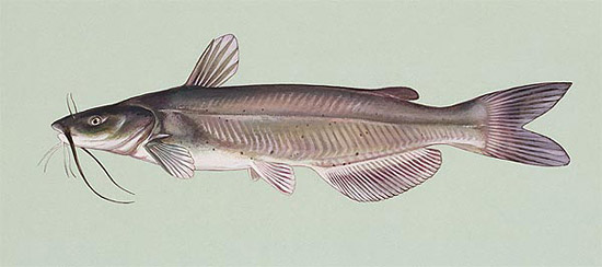 Channel catfish. Illustration courtesy U.S. Fish and Wildlife Service