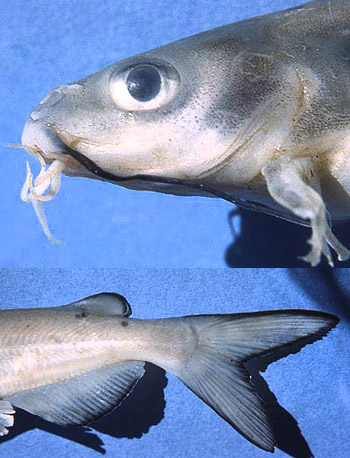 Channel catfish: [top] the barbels located near the mouth, [bottom] the characteristic deeply forked tail. Photos © George Burgess