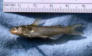 Juvenile channel catfish. Photo © George Burgess